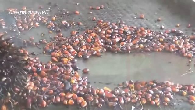 Ядовитое масло в твоей сковородке смотреть онлайн