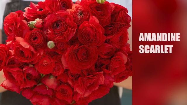 2023 Ranunculus Order : TWICE the Space to Fill: Flower Hill Farm смотреть онлайн