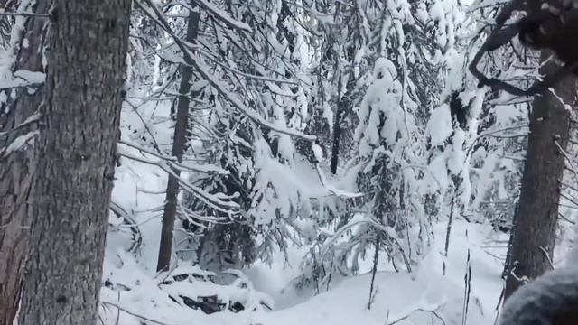 Охота капканами,+ ещё одна куница. 2021г. смотреть онлайн