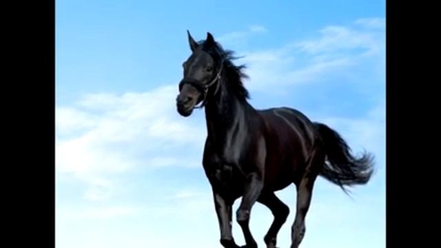 Duduk - David Karapetyan. Армянский дудук