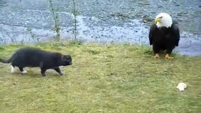 Hilarious Cat vs Eagle thoughts смотреть онлайн