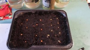 Сажать Перец на рассаду лучше с 20 февраля .Его вымачивать   в чесночной воде на 4 часа .