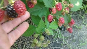 Обзор ежевики сорта Тройная Корона/ Blackberry Triple Crown