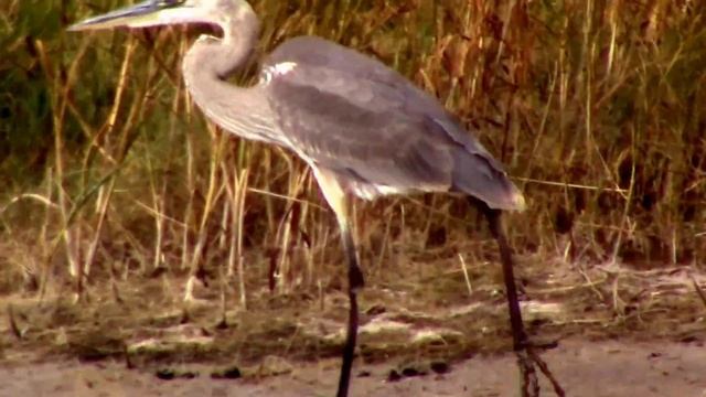Great Blue Heron, Ardea herodias, Stalking a Wetland Area смотреть онлайн