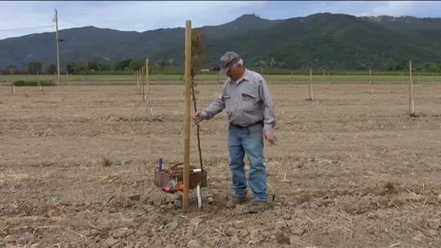 Окулировка, прививка и посадка ореховых деревьев (+ Русские субтитры) смотреть онлайн