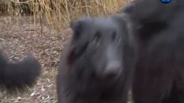 Планета собак Грюнендаль 2 смотреть онлайн