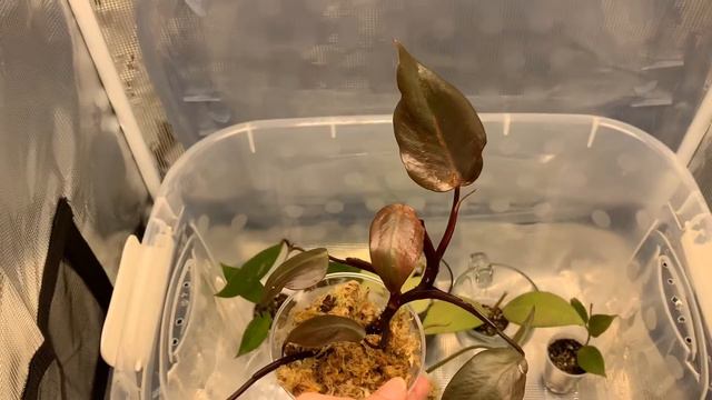 What’s proppin?! Plants I’m currently propagating in my grow tent. смотреть онлайн