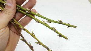 ПЕРВАЯ ОБРАБОТКА ПЕРСИКА ОТ КУРЧАВОСТИ И ВРЕДИТЕЛЕЙ