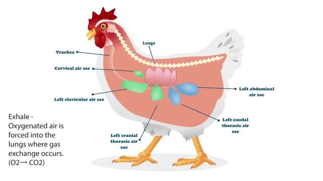 Explore the Incredible Avian Respiratory System of Chickens смотреть онлайн