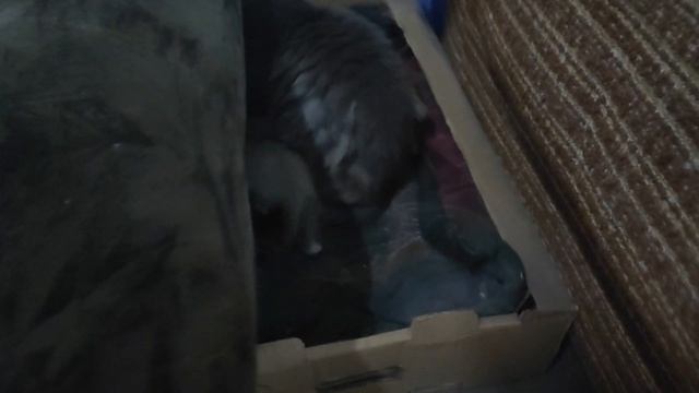 котёнок подрос?, продолжение истории о кошке ? с котёнком ?