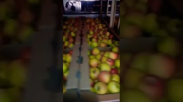 Яблоки Голд Раш смотреть онлайн