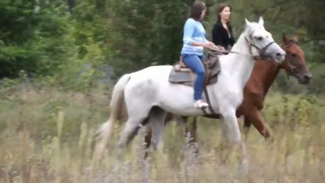 Лошади Аллюр Нарезка