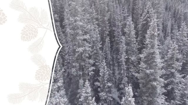 Northern Lights Black Spruce: Seed to Seal in Action | Young Living смотреть онлайн