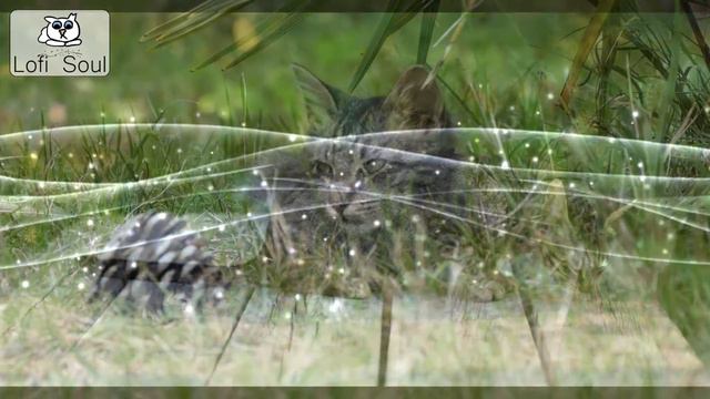 Four Seasons🎵🎵 [lofi Hip Hop Relaxing Beats]