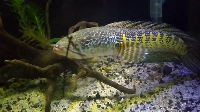 CHANNA AURANTI FEEDING TIME 10 INC INDIAN FISH смотреть онлайн