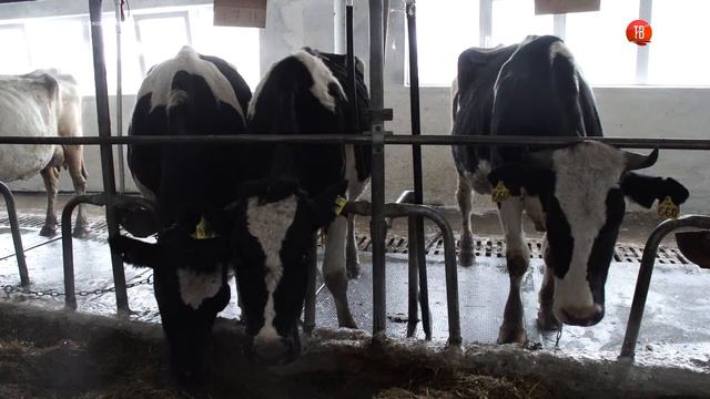 09.11.2016 На зимние квартиры отправился скот совхоза «Комсомолец» смотреть онлайн