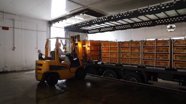 Профилактика Covid-19 ОАО Агрокомбинат "Дзержинский" при производстве продукции халяль/ GlavMediaPr смотреть онлайн