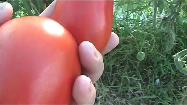 Томат "Ругантино" Ф1. Август 2018 г // Секреты хороших урожаев. смотреть онлайн