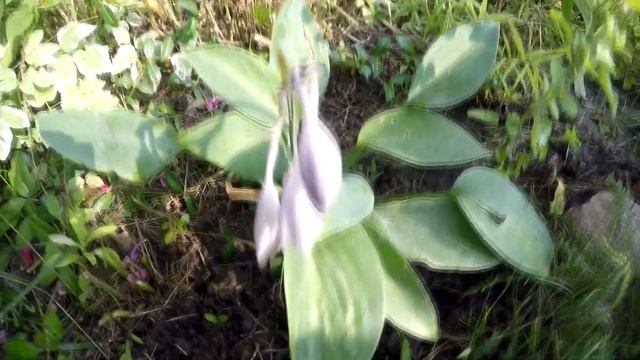 ? Зацвела карликовая голубая хоста из ОБИ и дала розетку ? смотреть онлайн