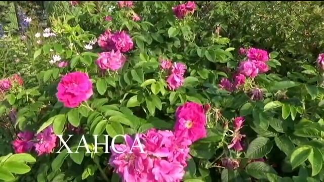 Самые красивые и надёжные кустарники для сада смотреть онлайн