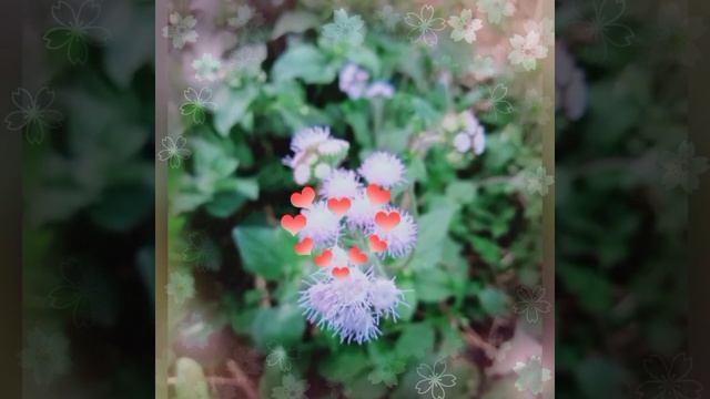 hays kwv txhiaj sib hlub pug ntoj pug ntwg mus sib sau log ua neej смотреть онлайн