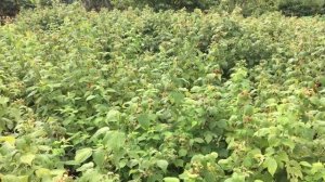 УБОРКА УРОЖАЯ МАЛИНЫ НА УЧАСТКЕ || Промышленное выращивание малины || ПОЛЬКА #малина #выращивание