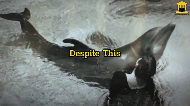 Forbidden love Turns Tragic, Peter the Dolphin's revealed смотреть онлайн