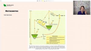 Фотосинтез. Цикл Кальвина