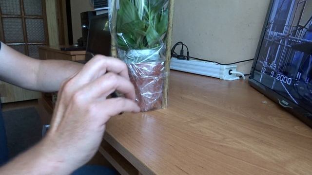 Kwiatek doniczkowy od fana. 15 09 2020 смотреть онлайн