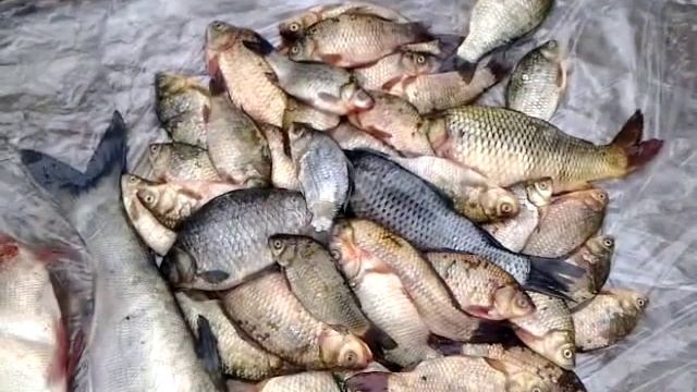Рыбалка на Кубани в Бриньковской результат смотреть онлайн