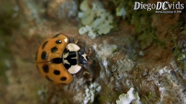 Harmonia axyridis - harlequin - Asian ladybeetle (Coccinellidae) смотреть онлайн