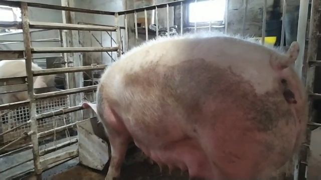 Поросята КБ+ Петрен//Поросятам 4 Суток