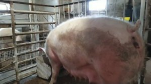 Поросята КБ+ Петрен//Поросятам 4 Суток