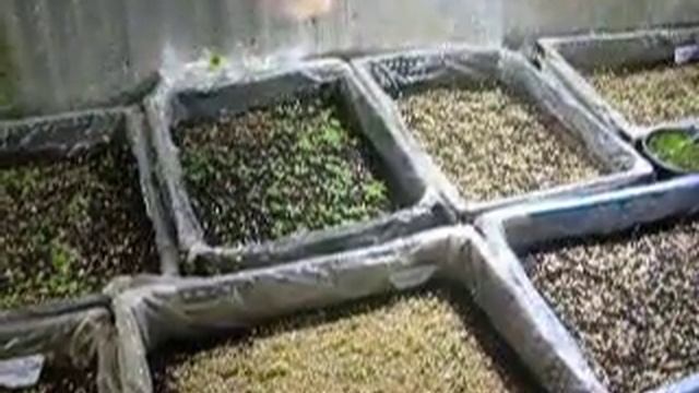 Моя зимняя теплица в январе и хризантема Гомпи смотреть онлайн