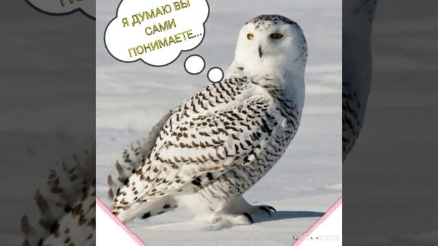 ГРУСТНАЯ НОВОСТЬ...!!! ПОЧЕМУ НЕ ВЫХОДЯТ ВИДЕО? #КОШКА МАРТА смотреть онлайн