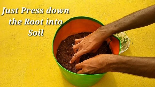 How to Grow Brahmi Plant Easy and Faster | Bacopa Monnieri Leaves Growing Tricks | Vallarai Keerai смотреть онлайн