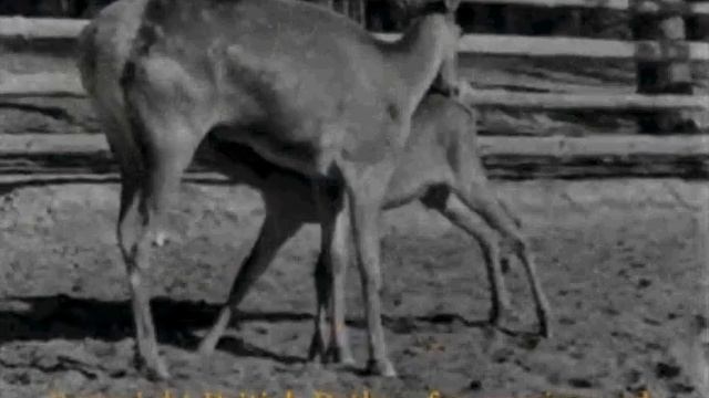 Воронежский Графский заповедник. 1967 год смотреть онлайн