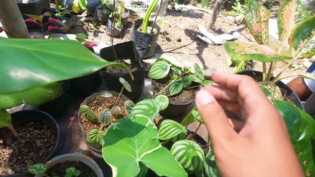 MULAI DARI 15 RIBUAN, NEMU TANAMAN HIAS MURAH DI KAMPUNG WISATA BUNGA SRAGEN смотреть онлайн