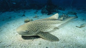 Зебровая акула (Stegostoma fasciatum)