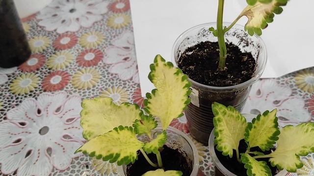 Колеусы. Кто есть кто? Безымянные колеусы.