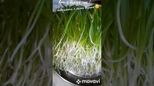 ДАГЕСТАНСКИЙ ДИКИЙ ЛУК,ДЛЯ БЛЮД ! смотреть онлайн