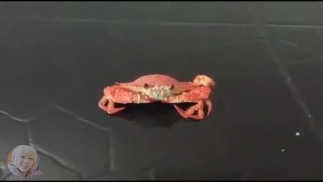 ОУ ЕЕЕ МИСТЕР КРАБ ААААААААААА смотреть онлайн