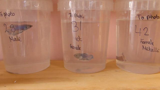 THE KOI BETTAS ARE CHANGING COLOUR!!! смотреть онлайн