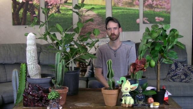 Ficus Audrey/Banyan Tree Care & Info (Ficus Benghalensis)