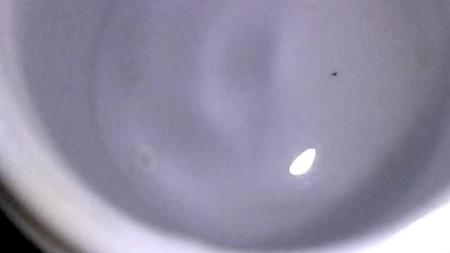 Опыты с шарами каторые впитывают влагу смотреть онлайн