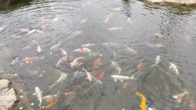 прогулка по Умани / Умань новая Софиевка смотреть онлайн