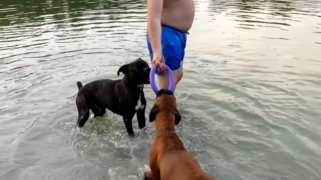 Велоэкстрим прогулка с Немецкими боксерами/ Ставок (Cycling extreme walk with German boxers/ Bids) смотреть онлайн