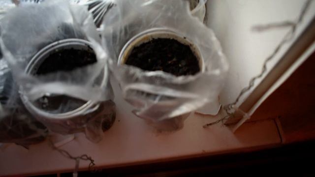 Павловния Выращивание из Семян посеянных под снег :-) смотреть онлайн