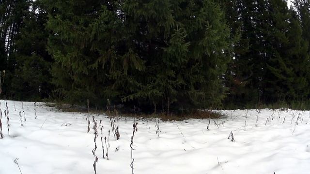 КУРЫ КЛЮЮТ ЯЙЦА / ПОЧЕМУ ДОМА НЕ СНИМАЮ / ПЕЙЗАЖИ УРАЛЬСКОГО ЛЕСА смотреть онлайн