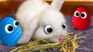 Кролик НОЛИК и Яйцо Сюрприз. Обзор на игрушки Барбоскины для детей